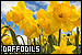 daffodils
