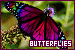 butterflies