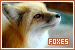 foxes