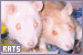 rats