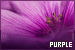 colours: purple