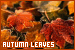 autumn leaves