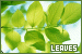 leaves