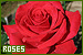 flowers: roses