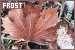 frost
