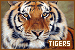 tigers
